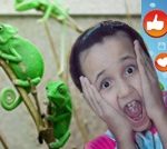 Zебіли знищують українську